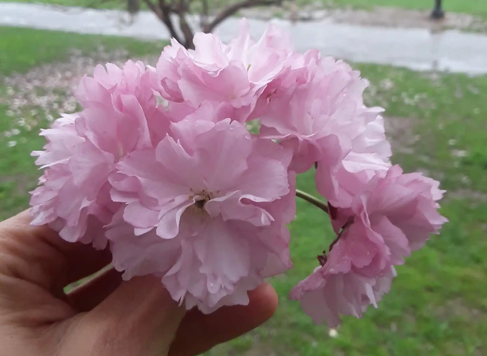 Cherry Blossom Petals