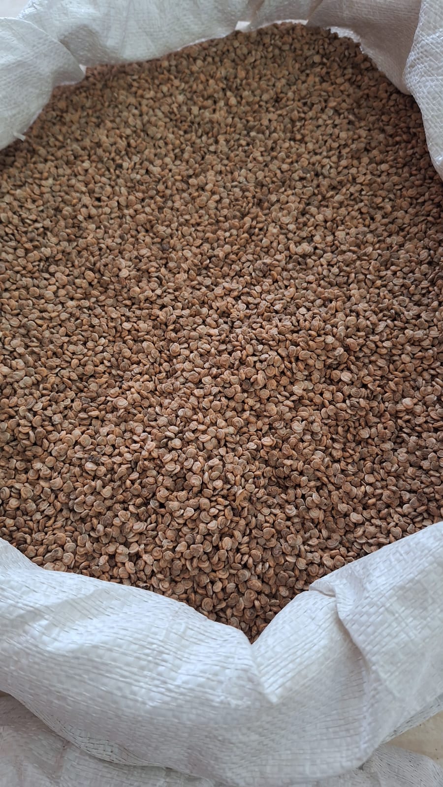 Premium Opuntia Stricta Seeds – Sustainably Sourced from Madagascar