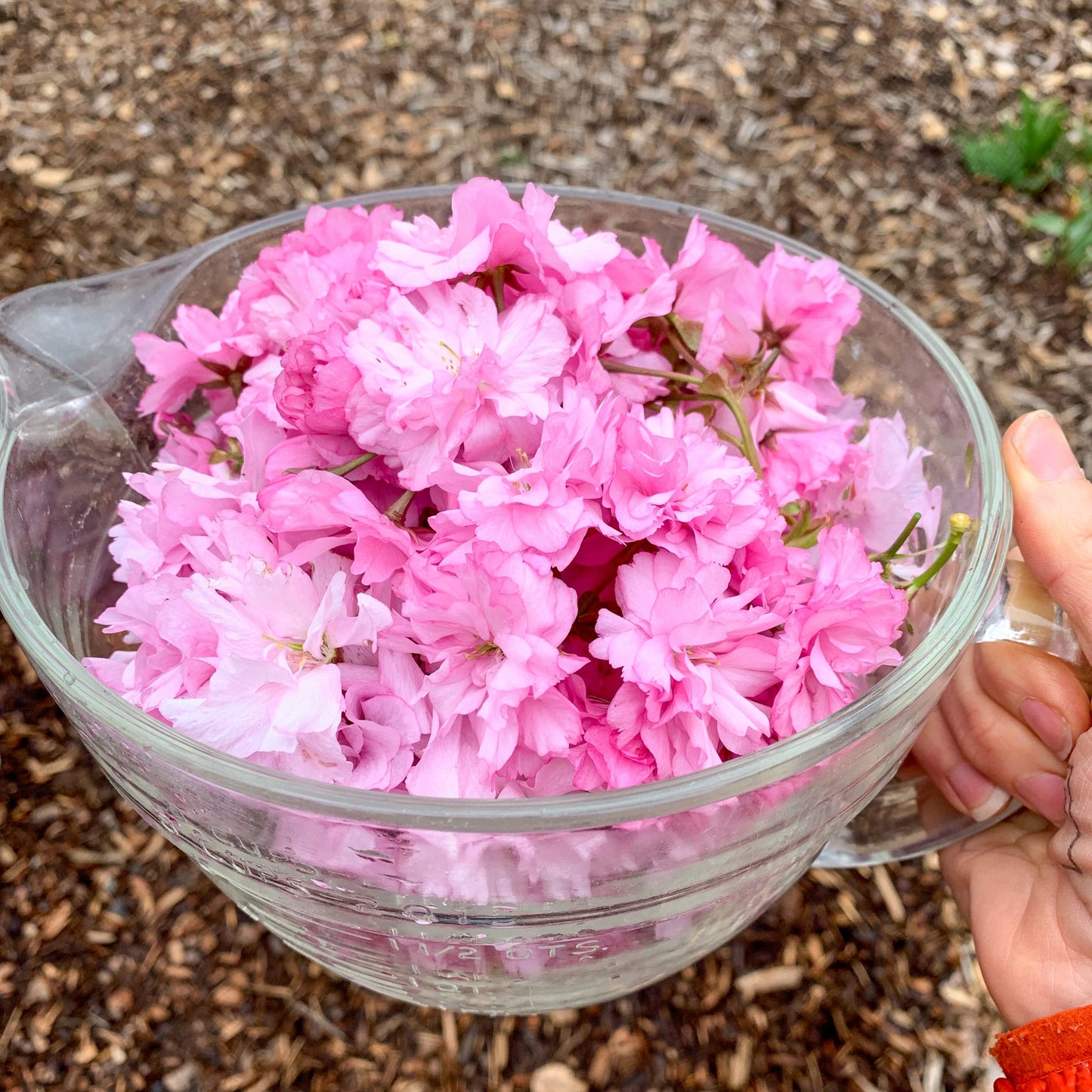 Minced Cherry Blossoms