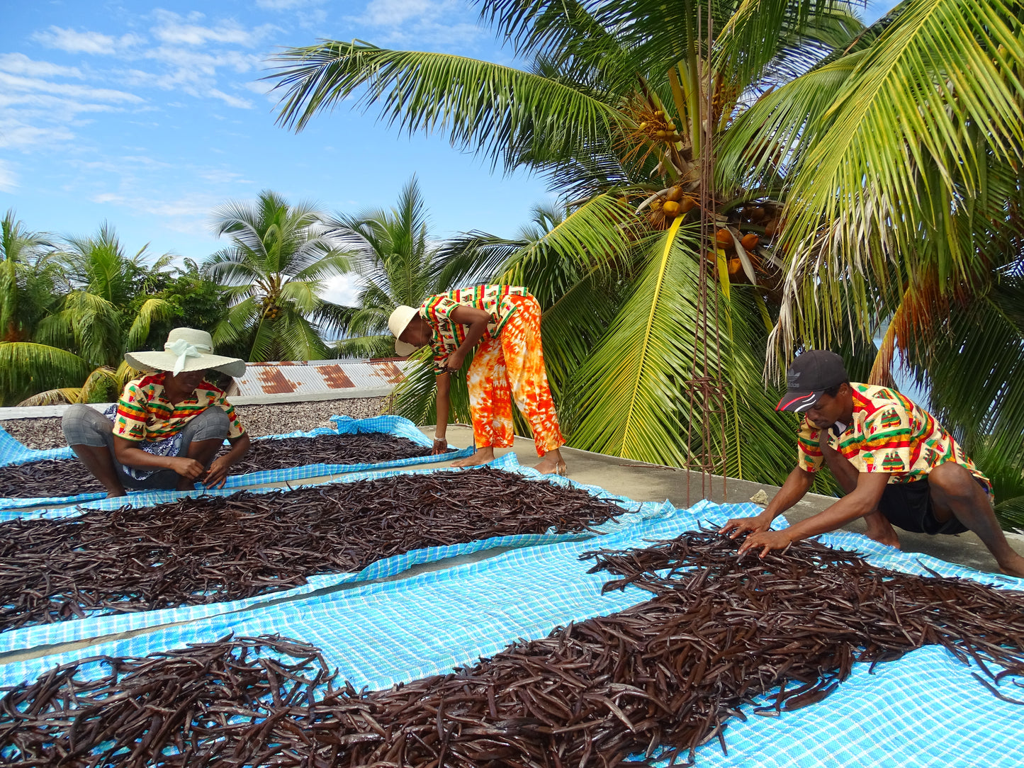 Madagascar Grade A Bourbon Vanilla Beans | Organic Select  (With Our Own Farm Tattoos & Top-Rated Taste)