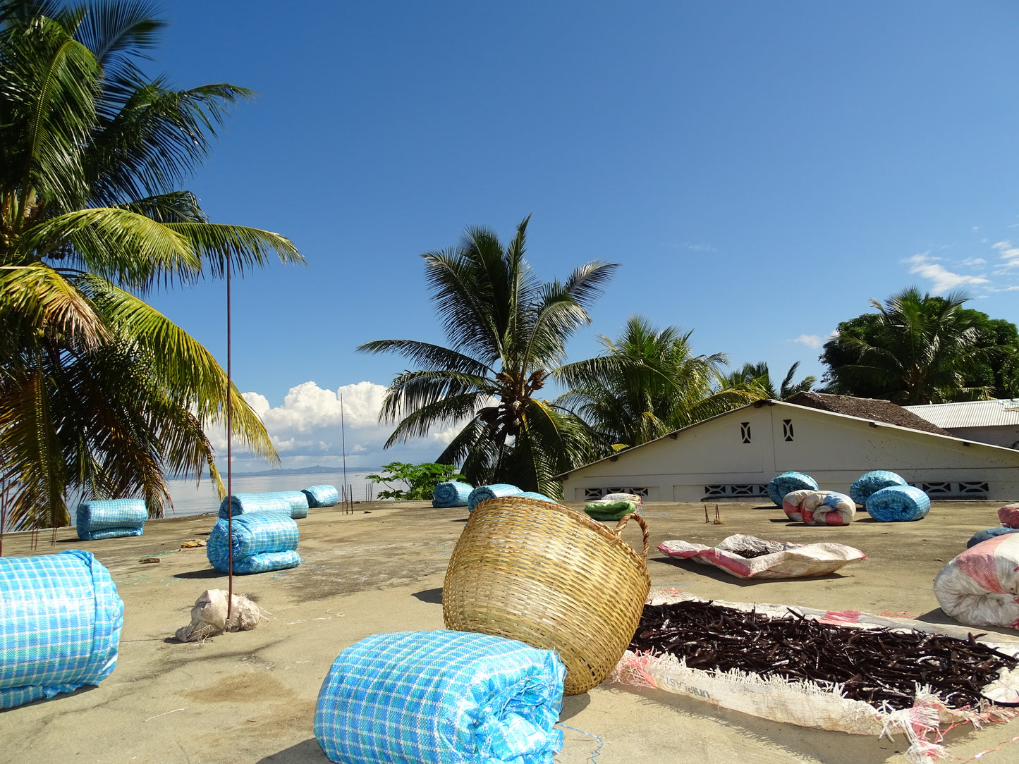 Madagascar Grade A Bourbon Vanilla Beans | Organic Select  (With Our Own Farm Tattoos & Top-Rated Taste)