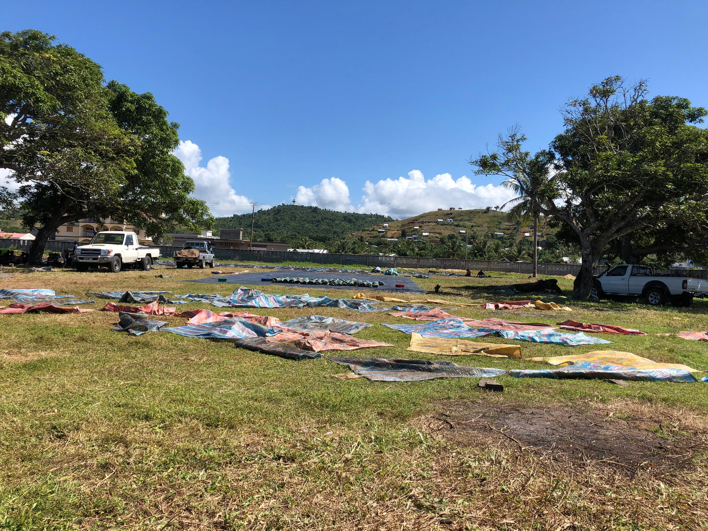 Madagascar Grade A Bourbon Vanilla Beans | Organic Select  (With Our Own Farm Tattoos & Top-Rated Taste)