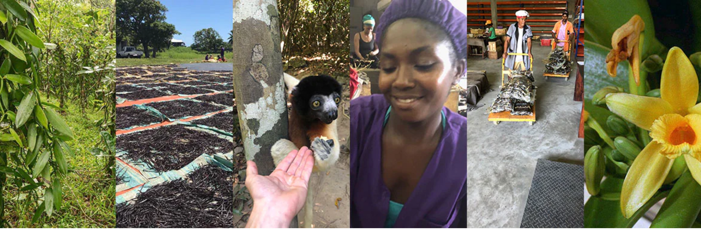 100% Pure Vanilla Excellent Extract Organic - Madagascar-Made Bourbon Liquid Vanilla (From Grade A Madagascar Vanilla Beans)