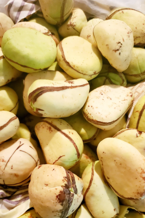 White Kola Nut