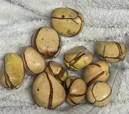 White Kola Nut