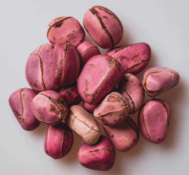 Red Kola Nut