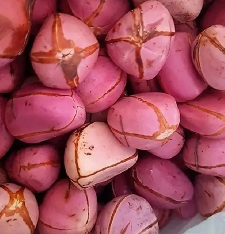 Red Kola Nut