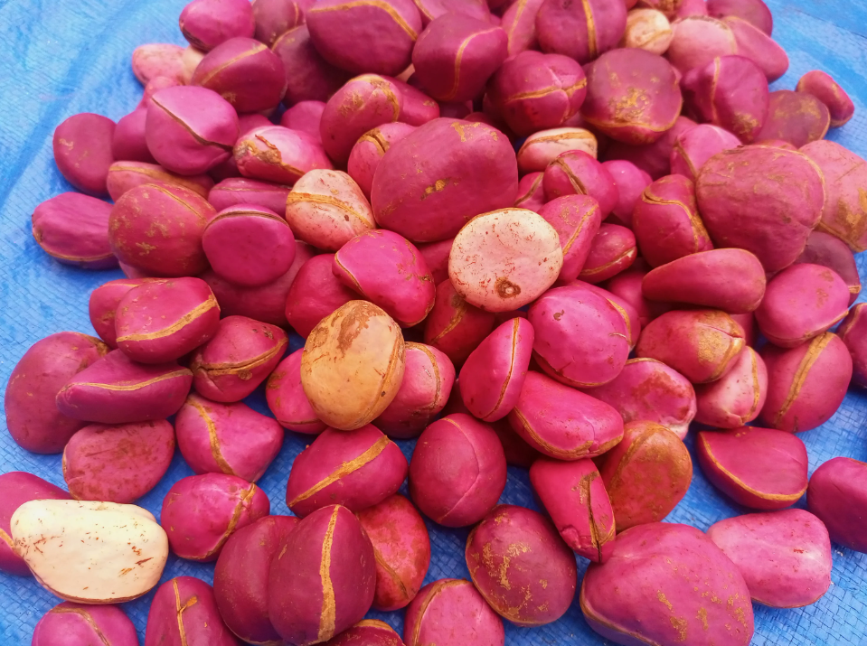 Red Kola Nut
