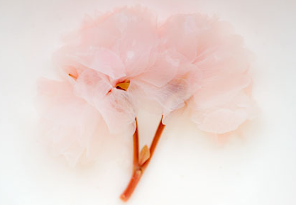 Salted and Frozen Cherry Blossoms M-5