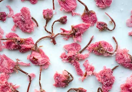 Sakura Dance Jelly UC