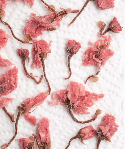 Salted and Frozen Cherry Blossoms M-5