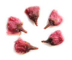 Cherry Blossom Petals