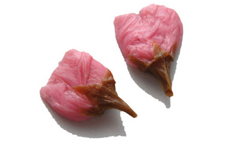 Salted and Frozen Cherry Blossoms M-5