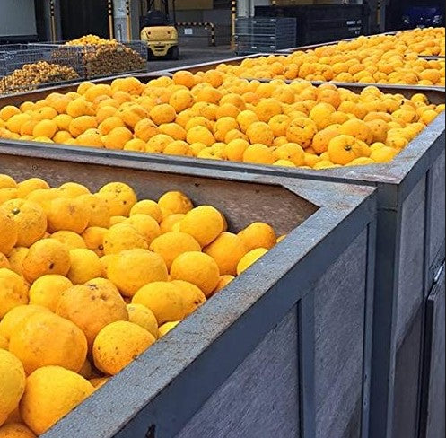 Frozen Yuzu Peels (1kg x 12 bags)