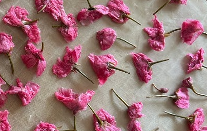 Minced Cherry Blossoms