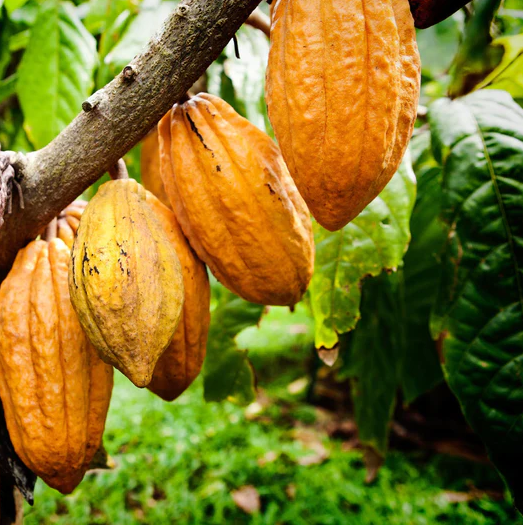 Madagascar Cacao Beans (Unroasted)