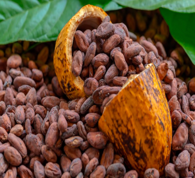 Madagascar Cacao Beans (Unroasted)