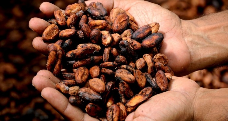 Madagascar Cacao Beans (Unroasted)