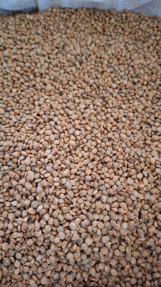 100% Pure & Organic Opuntia Dillenii Seeds – Export-Quality from Madagascar