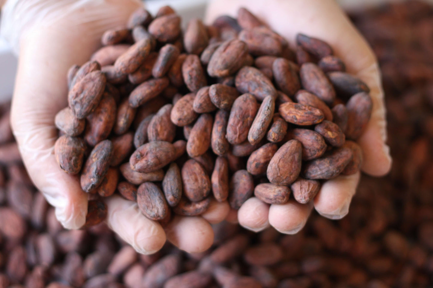 Madagascar Criollo-Only Cacao Nibs (Whole Nibs)