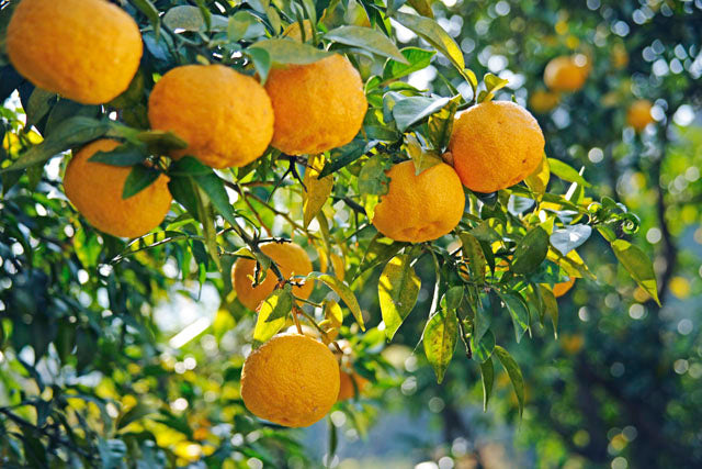 Frozen Yuzu Peels with White Parts (1kg x 14 bags)