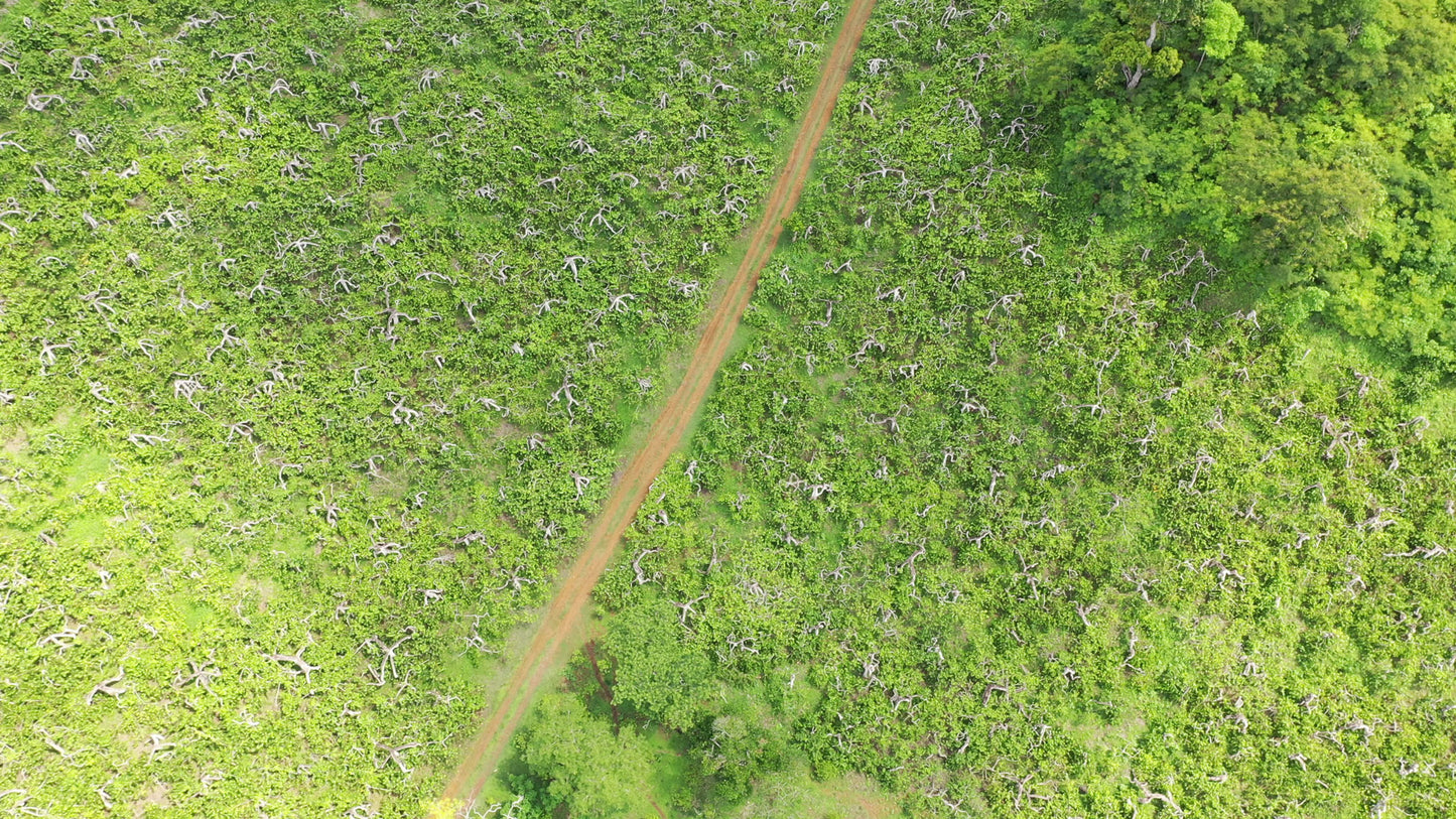 | YY - Ylang Ylang Oil Grade: 1 - Essential Oil from Madagascar Healthy Flowers