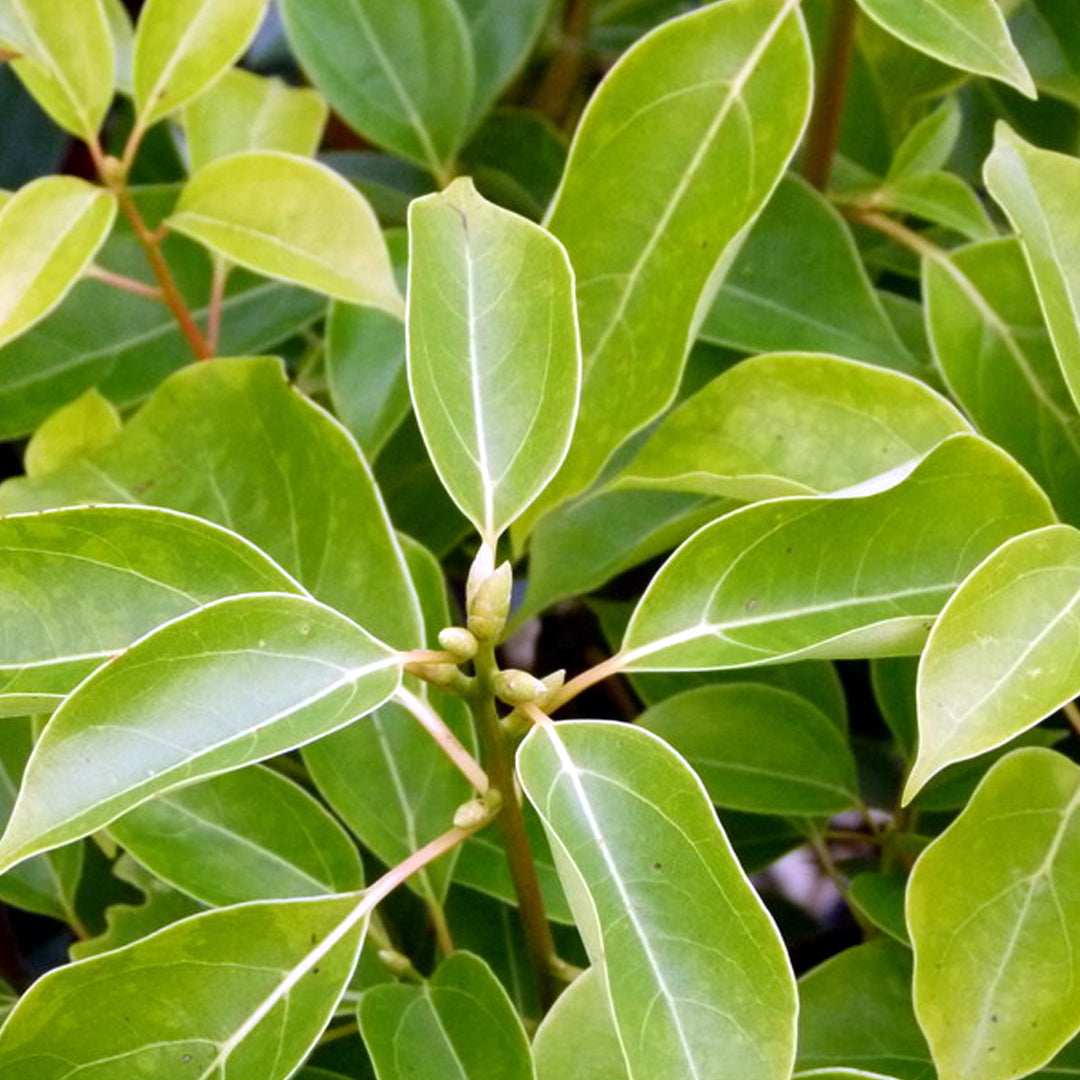 Natural USDA Certified Organic Madagascan Ravintsara Essential Oil (From its Original Home)